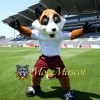 Sport Fox Mascot Costume